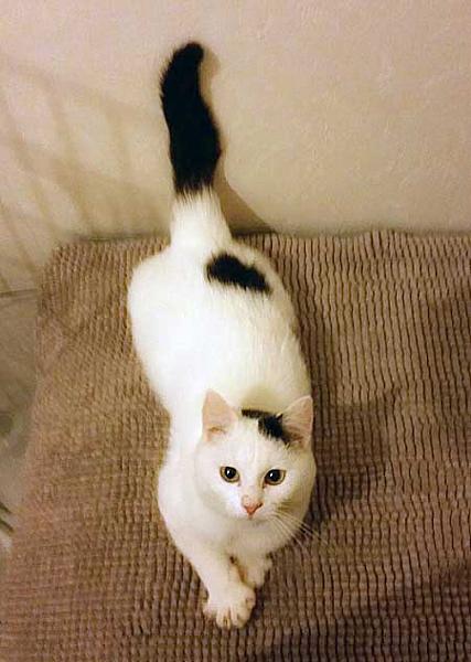Kattenpraat