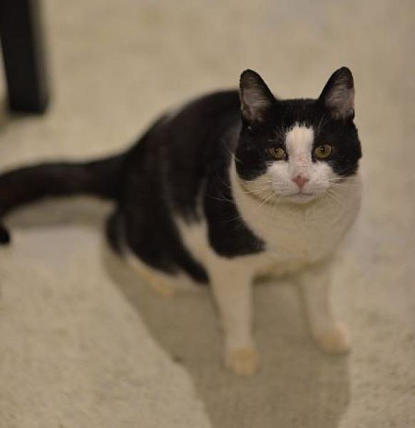 Kattenpraat