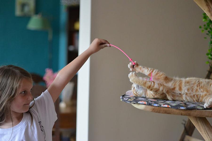 Kattenpraat