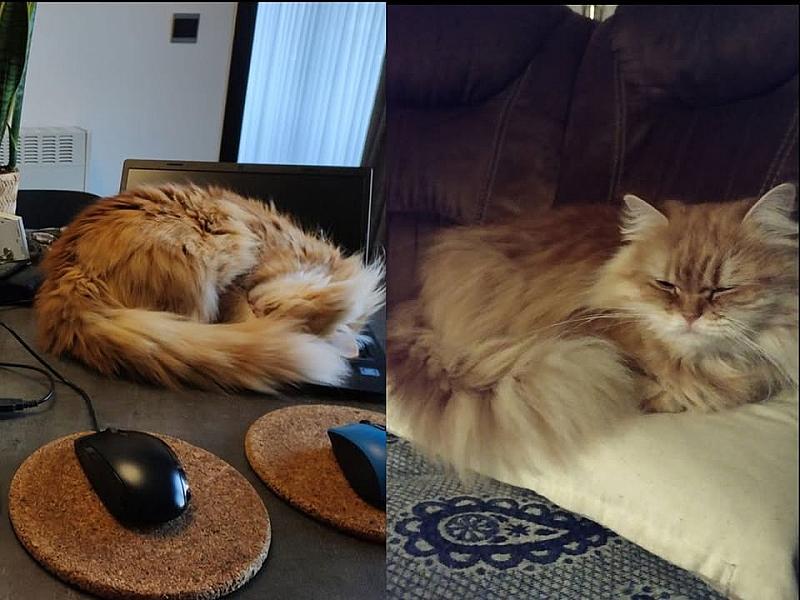 Kattenpraat