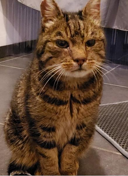 Kattenpraat