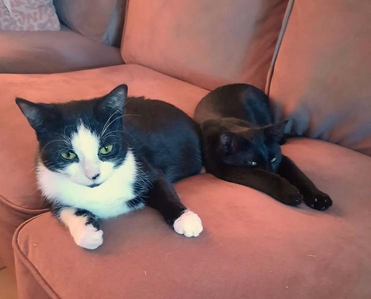 Kattenpraat
