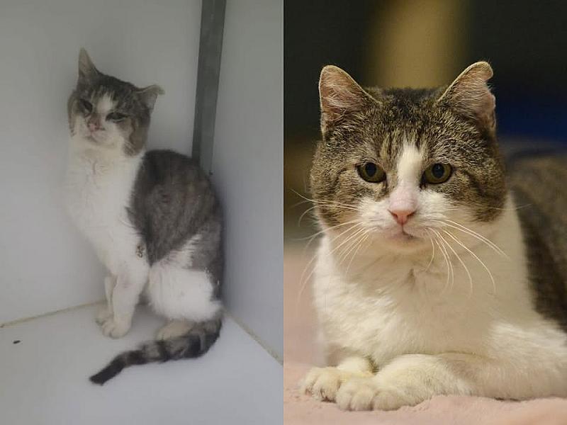 Kattenpraat
