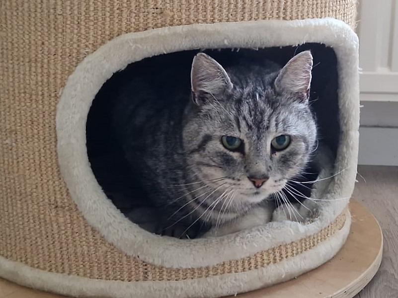 Kattenpraat