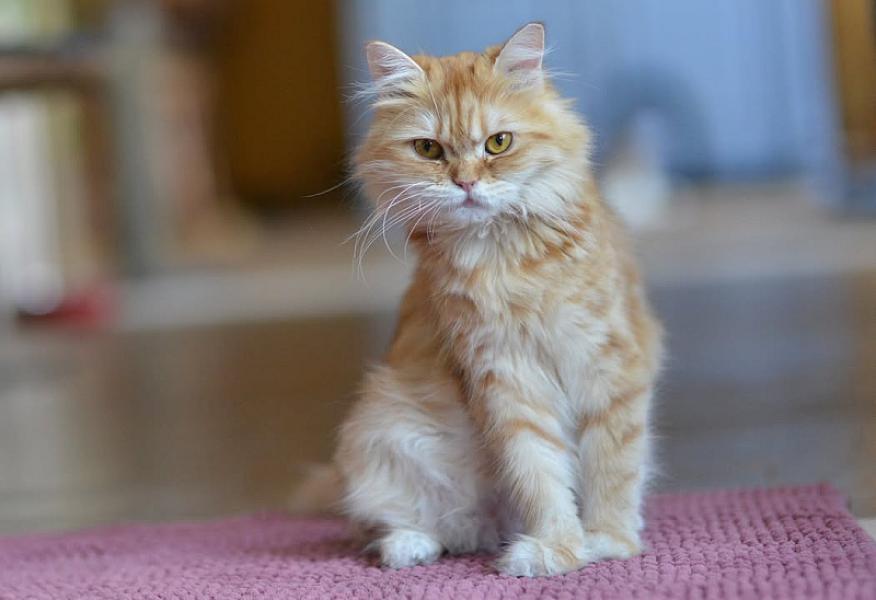 Kattenpraat