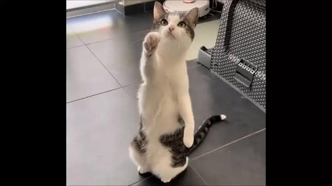 Kattenpraat