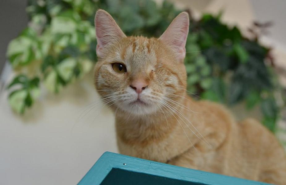 Kattenpraat