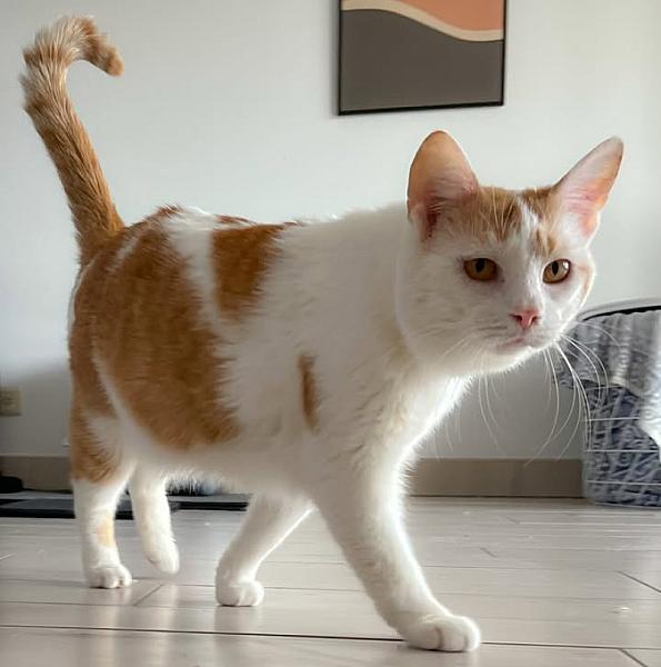 Kattenpraat