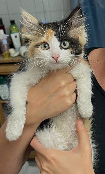 Kattenpraat