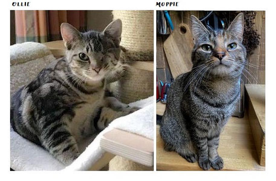 Kattenpraat
