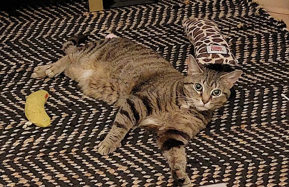 Kattenpraat