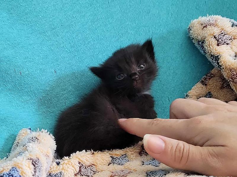 Kattenpraat
