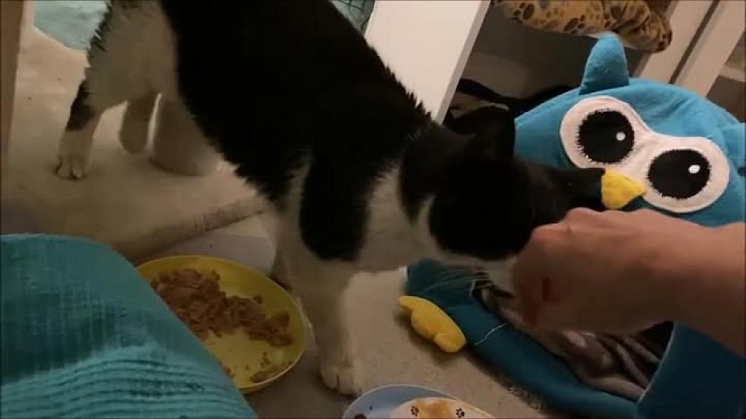 Kattenpraat