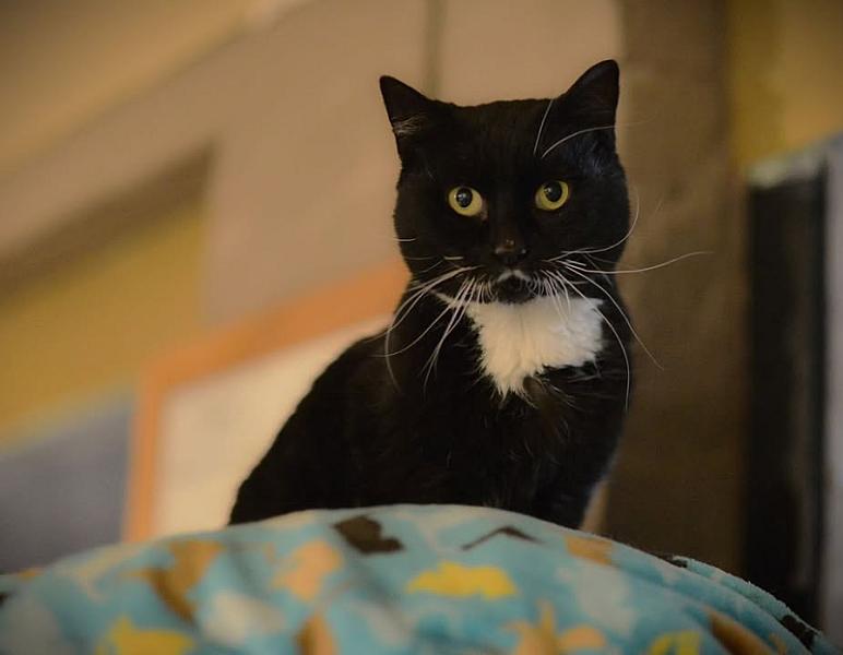 Kattenpraat