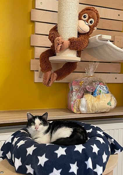 Kattenpraat