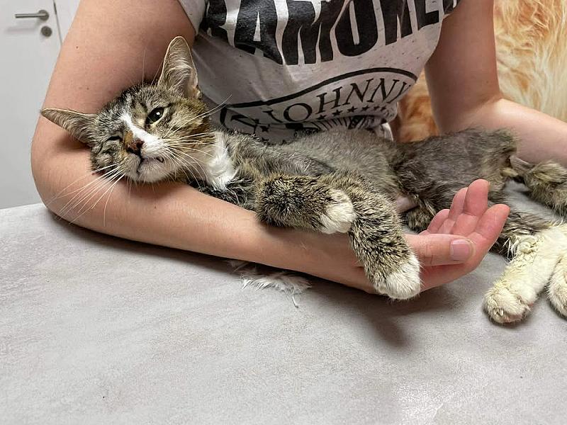 Kattenpraat