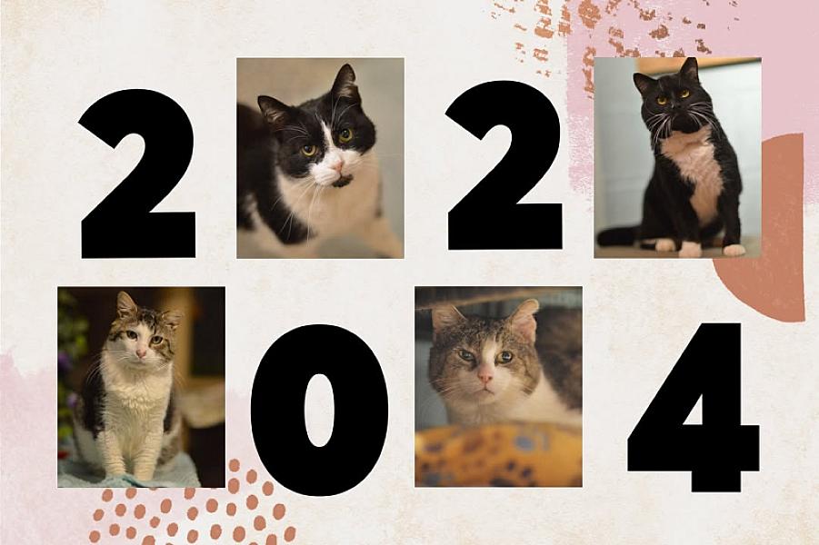 Kattenpraat