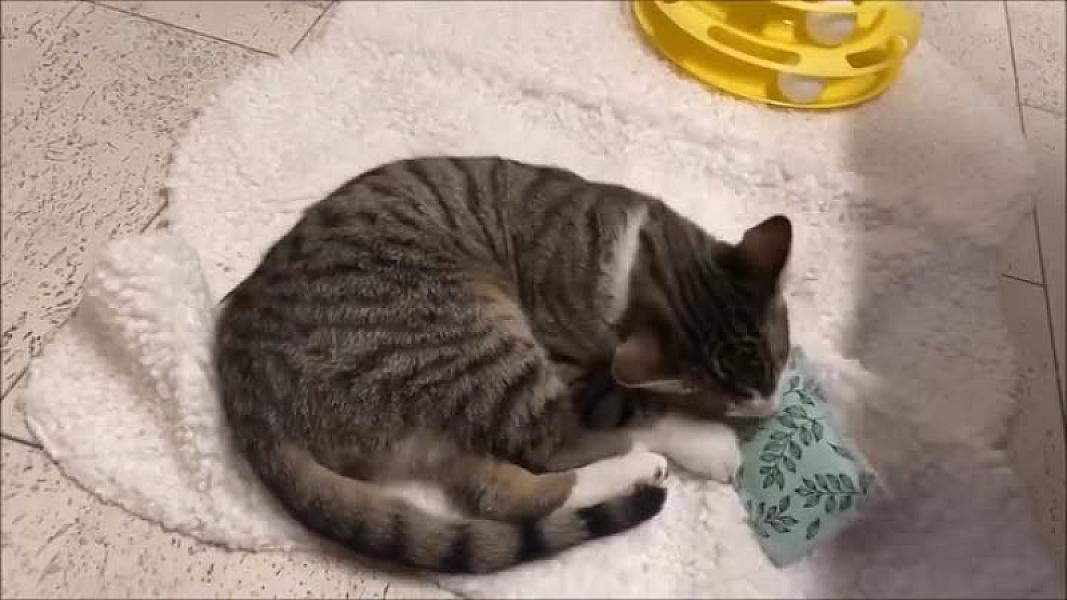 Kattenpraat