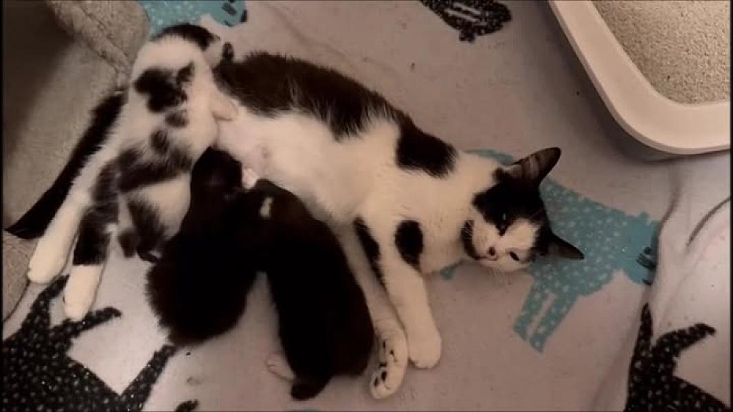 Kattenpraat