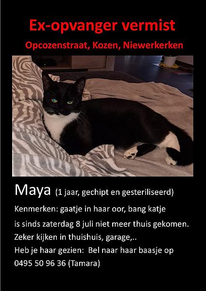 Kattenpraat