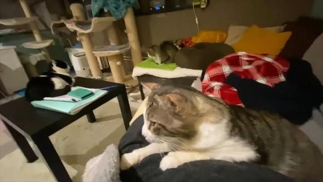 Kattenpraat