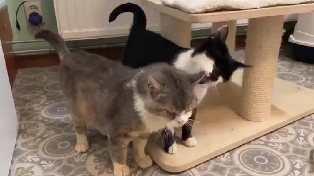 Kattenpraat
