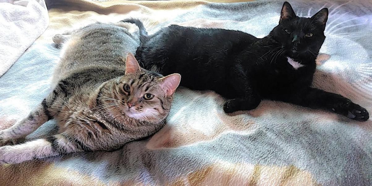 Kattenpraat