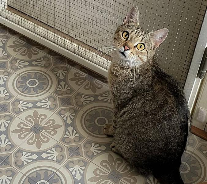 Kattenpraat
