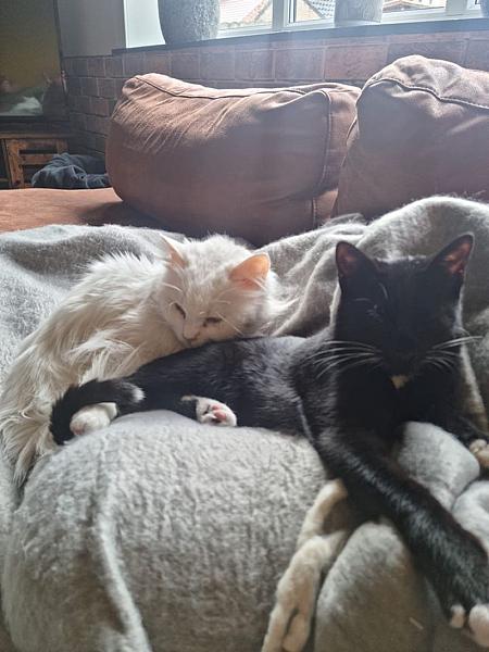 Kattenpraat