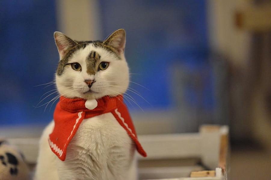 Kattenpraat
