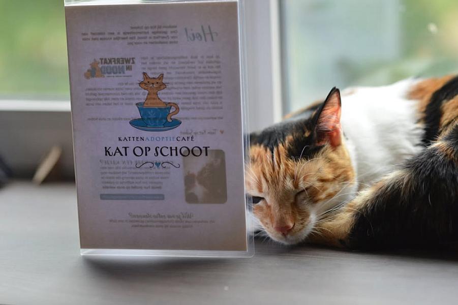 Kattenpraat