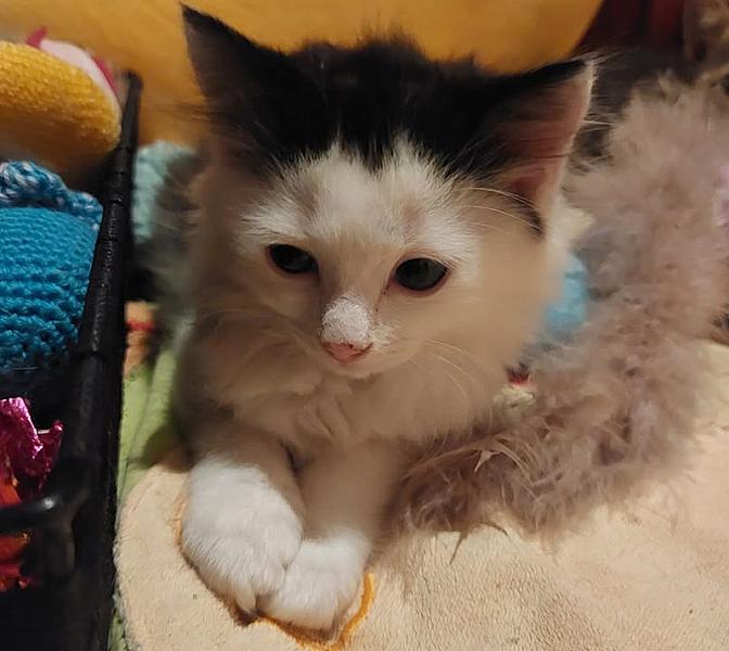 Kattenpraat