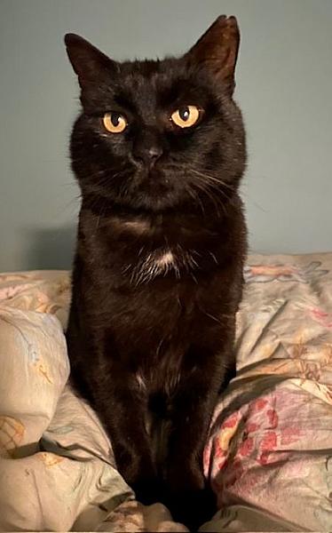 Kattenpraat