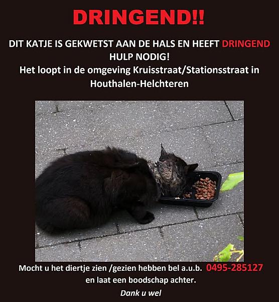 Kattenpraat