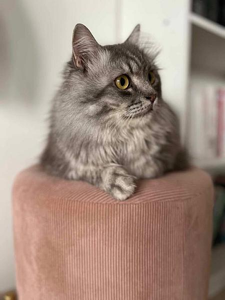 Kattenpraat