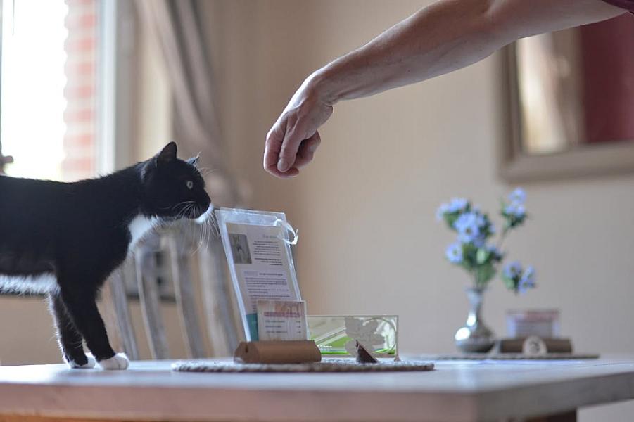 Kattenpraat