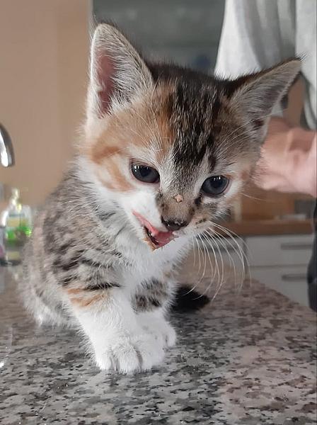 Kattenpraat