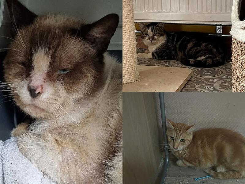 Kattenpraat