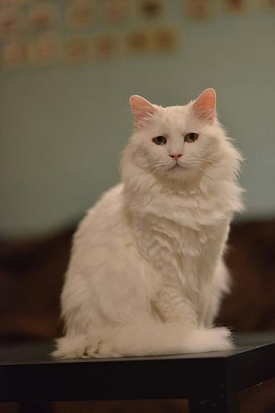 Kattenpraat