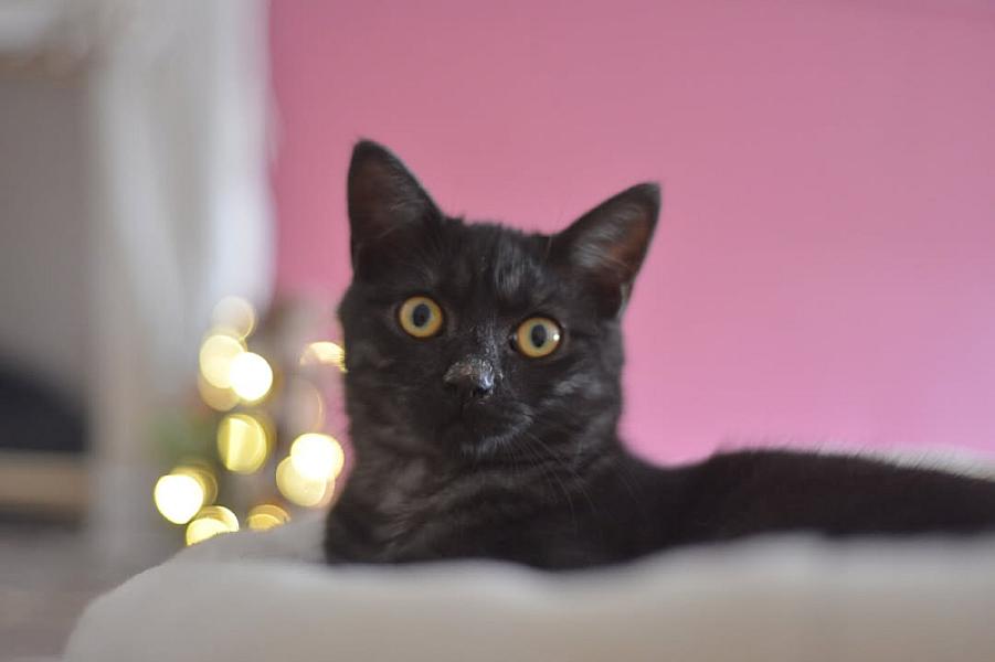 Kattenpraat