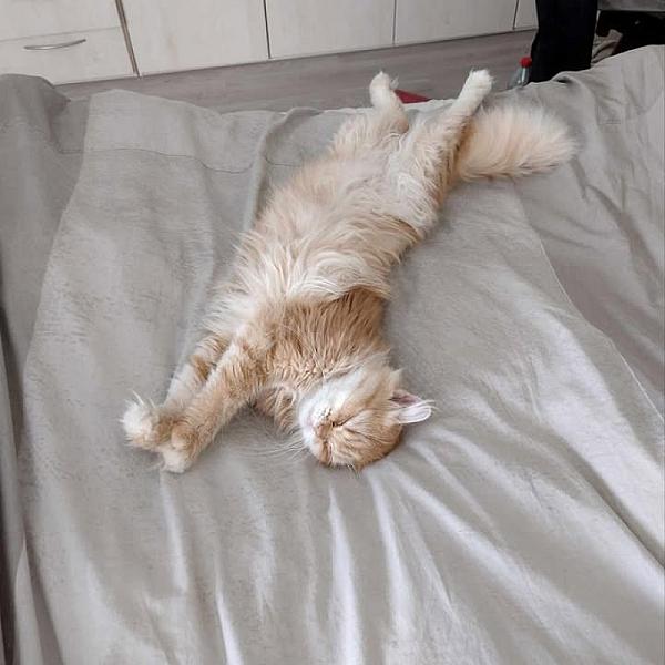 Kattenpraat