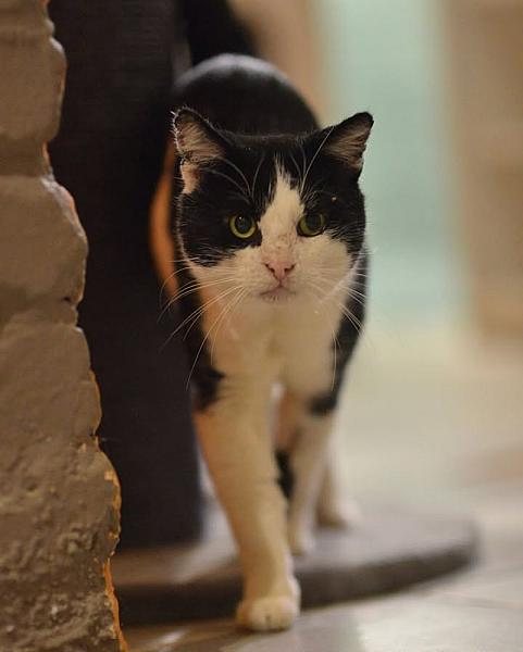 Kattenpraat