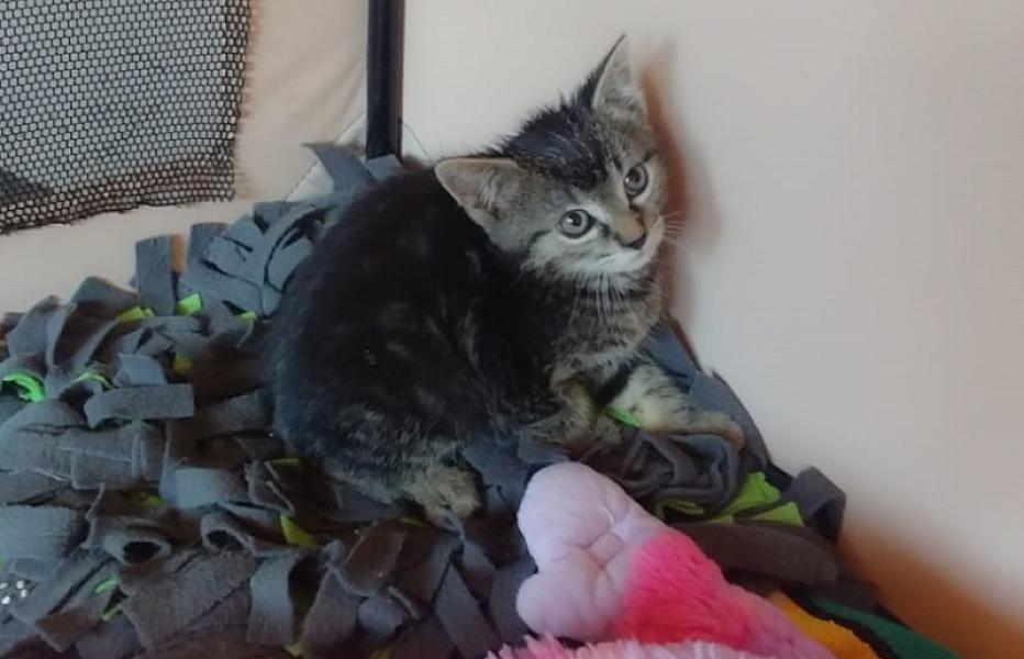 Kattenpraat