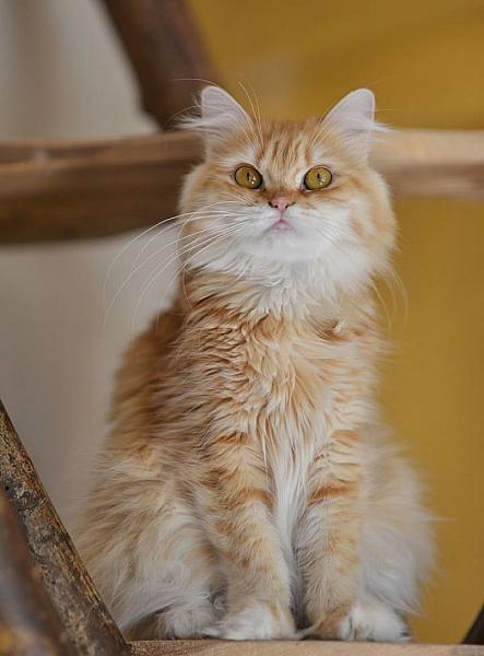Kattenpraat