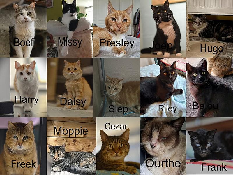Kattenpraat