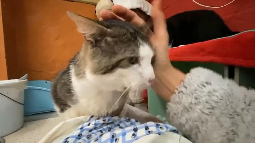Kattenpraat