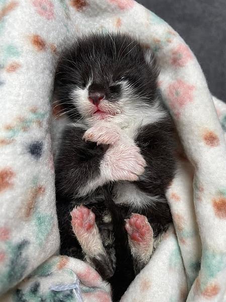 Kattenpraat