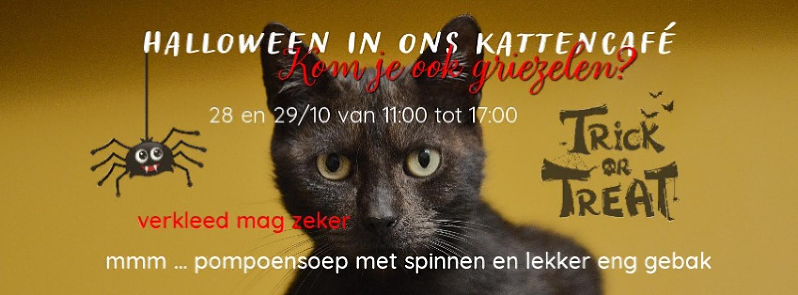 Kattenpraat