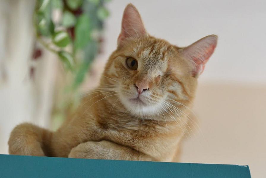 Kattenpraat