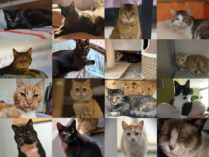 Kattenpraat